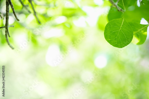 Amazing nature view of green leaf on blurred greenery background in garden and sunlight with copy space using as background natural green plants landscape, ecology, fresh wallpaper.