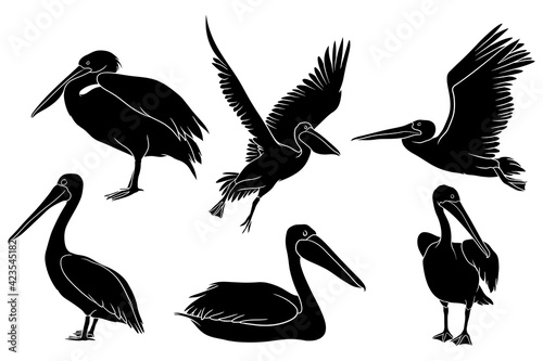 hand drawn silhouette of pelican photo