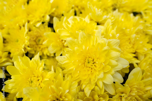 Flower texture  yellow texture of a bouquet of chrysanthemums