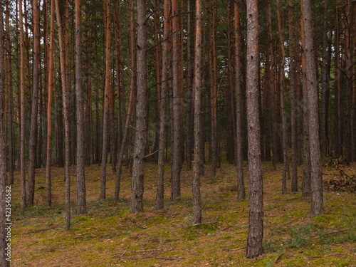 Fototapeta Naklejka Na Ścianę i Meble -  trees at spring