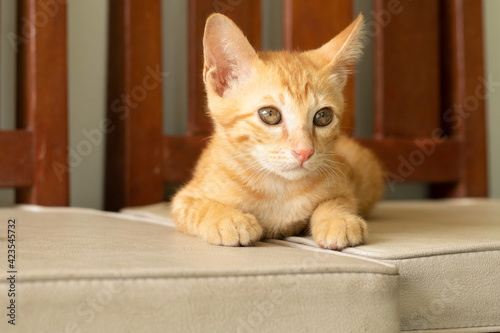 an orange cutest domestic Thai kitten relaxing, sitting on a chair.