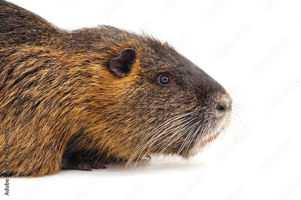 Head of a large nutria. Head of a large nutria.