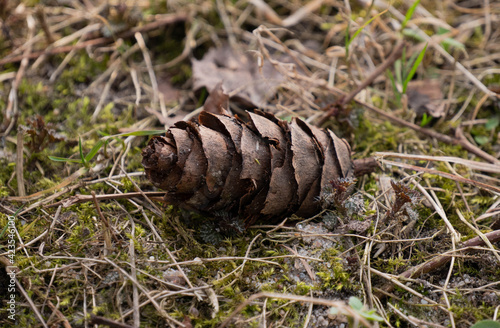 big cone