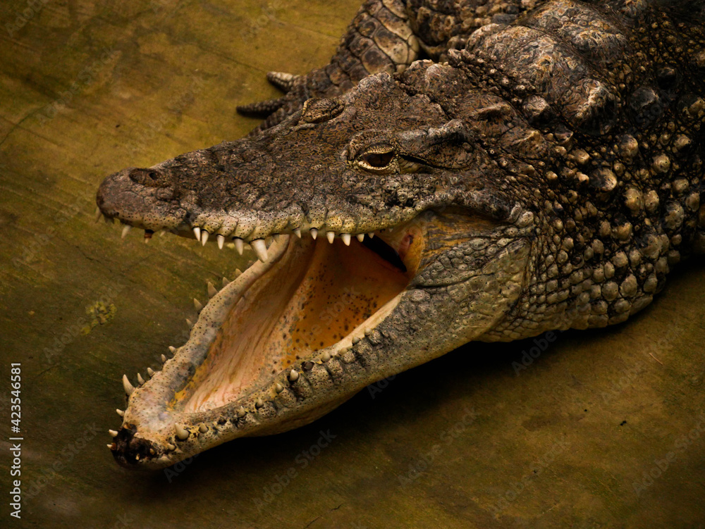 Fototapeta premium crocodile with open mouth