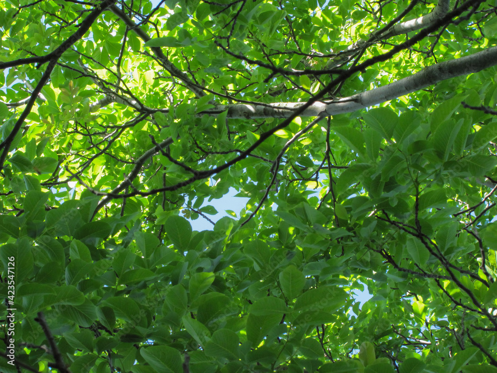 blue sky peeks through the green walnut branches. blue sky peeks through the green walnut branches.
