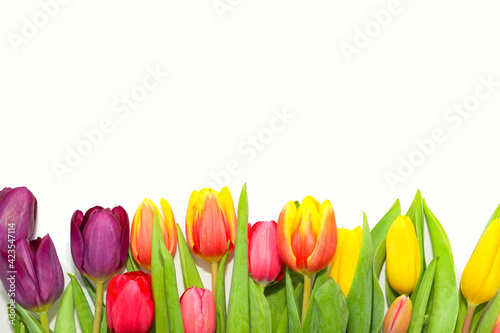 Colorful tulips lined up on the bottom of the frame on white background. Fresh flowers composition. Spring concept. Empty space for text. Copy space.