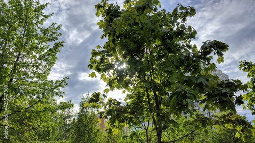 Fototapeta Naklejka Na Ścianę i Meble -  Trees against the sky
