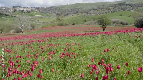 Madonie in spring. Blooming tulips of small common Blufi near the Petralie. Spring in Sicily. Madonie Park. Red tulips in bloom in front of the Sanctuary of the Madonna dell'Olio. photo