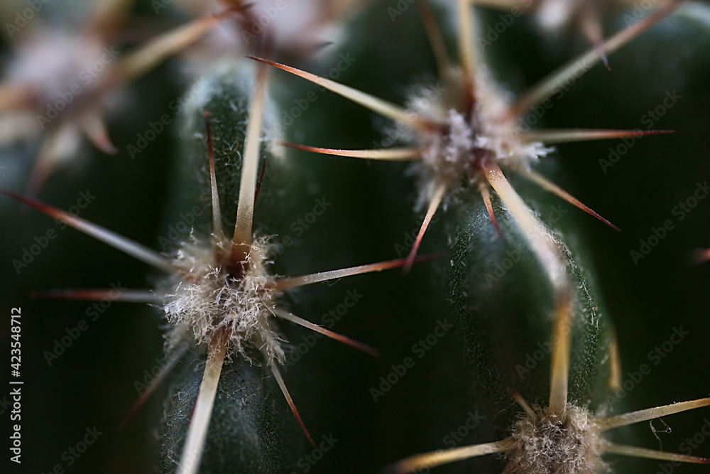 Beautiful macro view of cactus (Cactaceae) spines, glochids and areole of room pant on windowsill, Dublin, Ireland