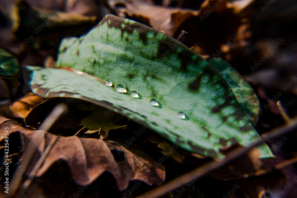 Naklejka premium 2021_03_13 water drops on green leaf