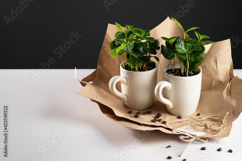 small seedlings of a coffee tree in a white mug packed in craft paper on a white table with scattered coffee beans, gray background, space for text