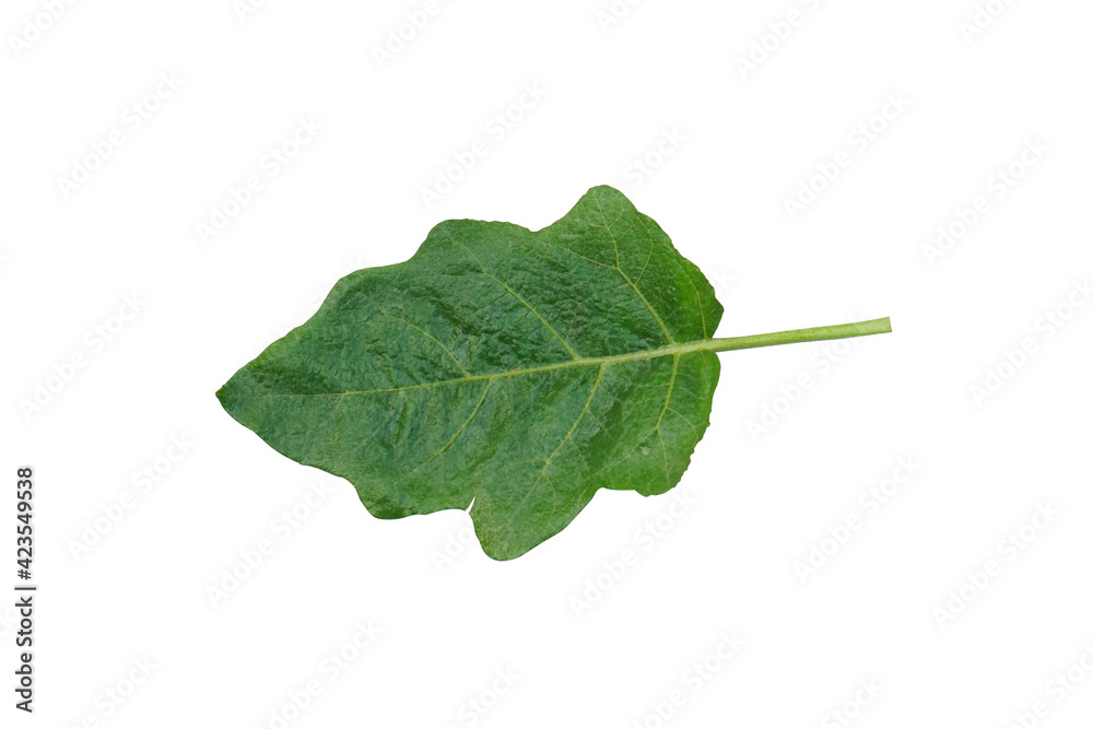 Fototapeta premium Wet eggplant leaves isolated on white background selective focus leaves