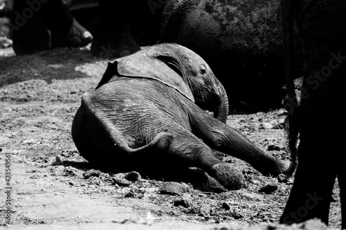 African wild elephant baby lying on the ground processed in black and white. The elephant is fine, but it can be interpreted in a tragic way
