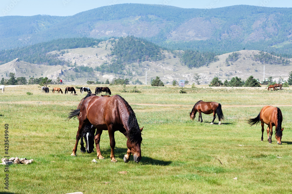 Dark brown horses graze on shore against backdrop of mountains Dark brown horses graze on shore against backdrop of mountains