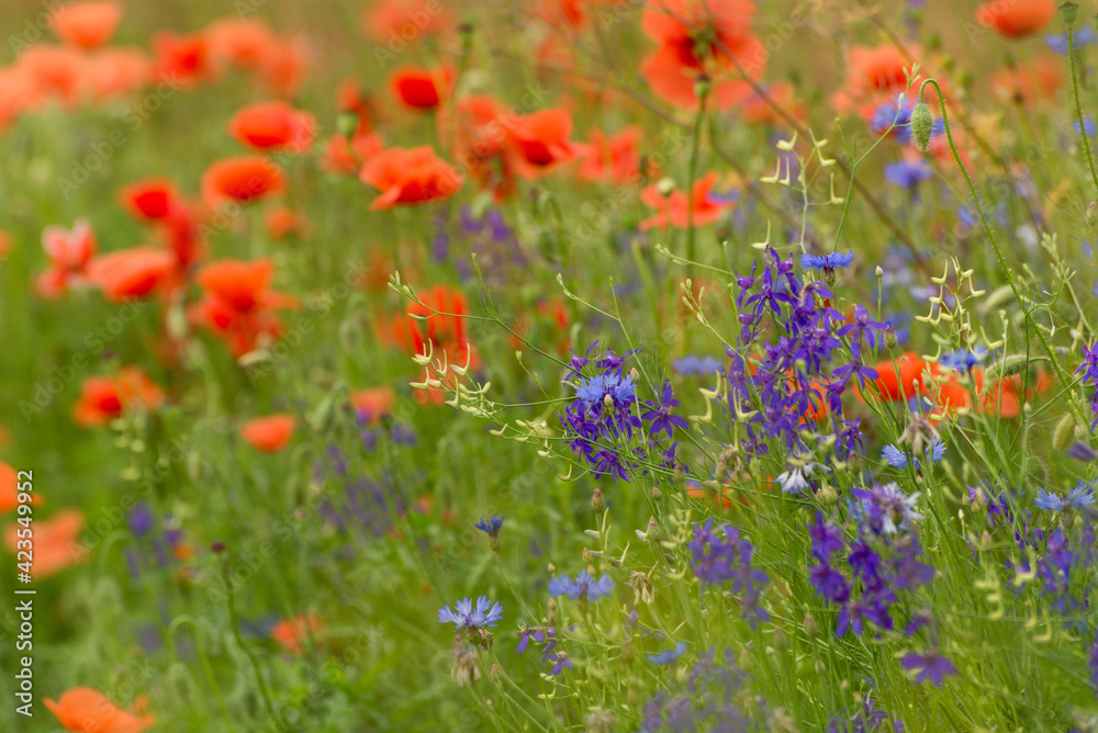 Beautiful red poppies on a summer field. Opium flowers, wild field. Summer background.