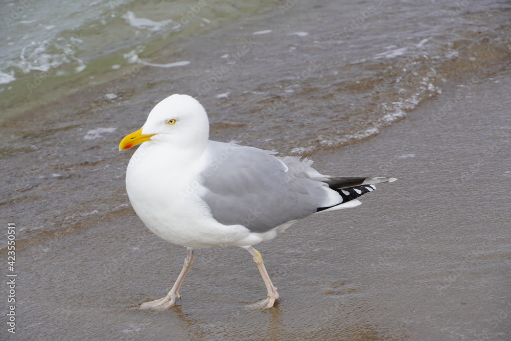 Fototapeta premium Möwe