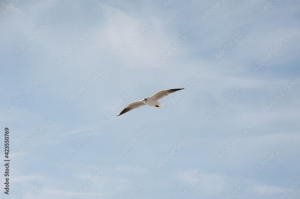 A beautiful white lone seagull flies against the blue sky, soaring above the clouds on a sunny day. Photo of a bird. A beautiful white lone seagull flies against the blue sky, soaring above the clouds on a sunny day. Photo of a bird.
