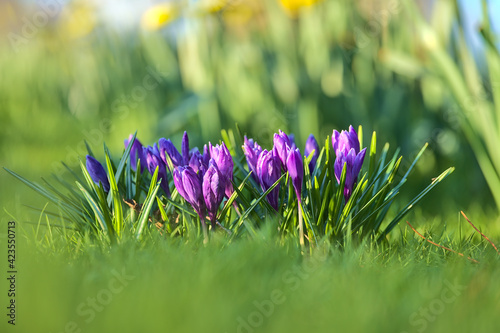 Beautiful low ground view of violet spring unopened crocus flowers with blurry grass background, Marlay Park, Dublin, Ireland. Soft and selective focus. Cold green colors photo