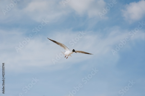 A beautiful  large white sea gull flies against the blue sky  soaring above the clouds  spreading its long wings.