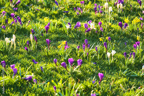 Beautiful white and purple spring crocus and yellow daffodils flowers on green grass field background, Marlay Park, Dublin, Ireland. Spring flowers. March and April photo