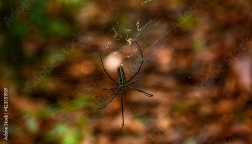 spider on a web