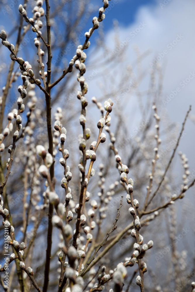 pussy willow spring time