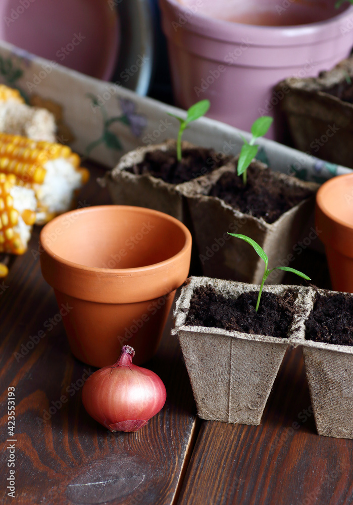 Seedlings in biodegradable cardboard pots and clay flower pots on dark moody background, closeup, eco farming and gardening, cottagecore living, slow life concept Seedlings in biodegradable cardboard pots and clay flower pots on dark moody background, closeup, eco farming and gardening, cottagecore living, slow life concept