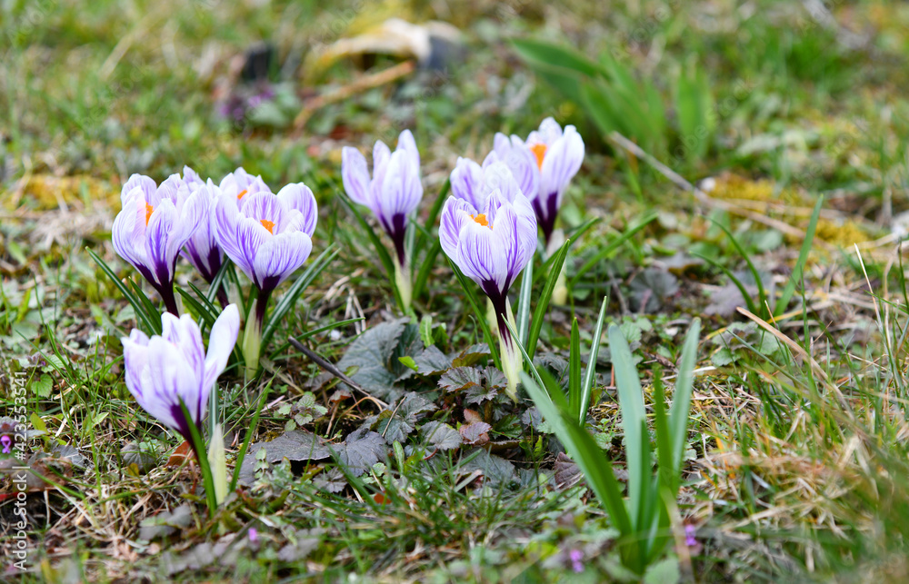 blühende Krokusse auf einer kleinen Wiese blühende Krokusse auf einer kleinen Wiese