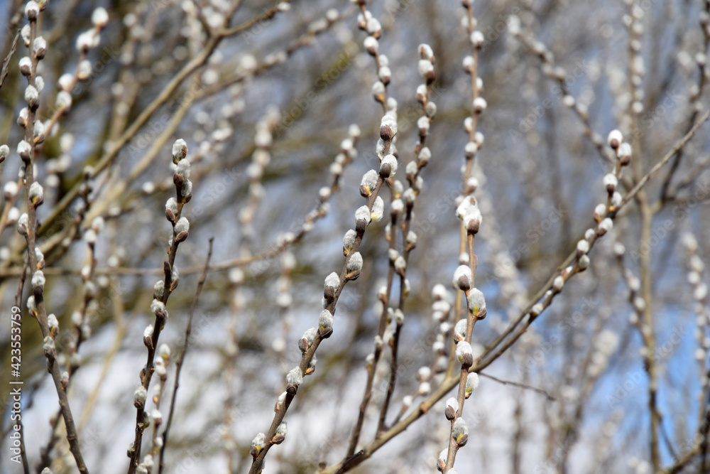 pussy willow spring time