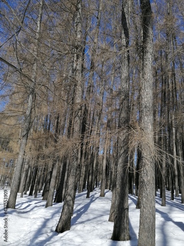 forest in winter
