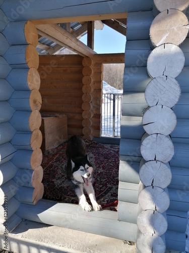person with dog