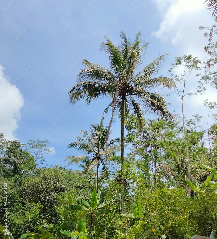 palm trees on the background of blue sky