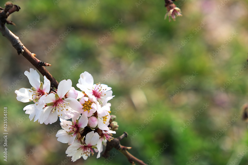 Fototapeta premium Flowers in early spring 