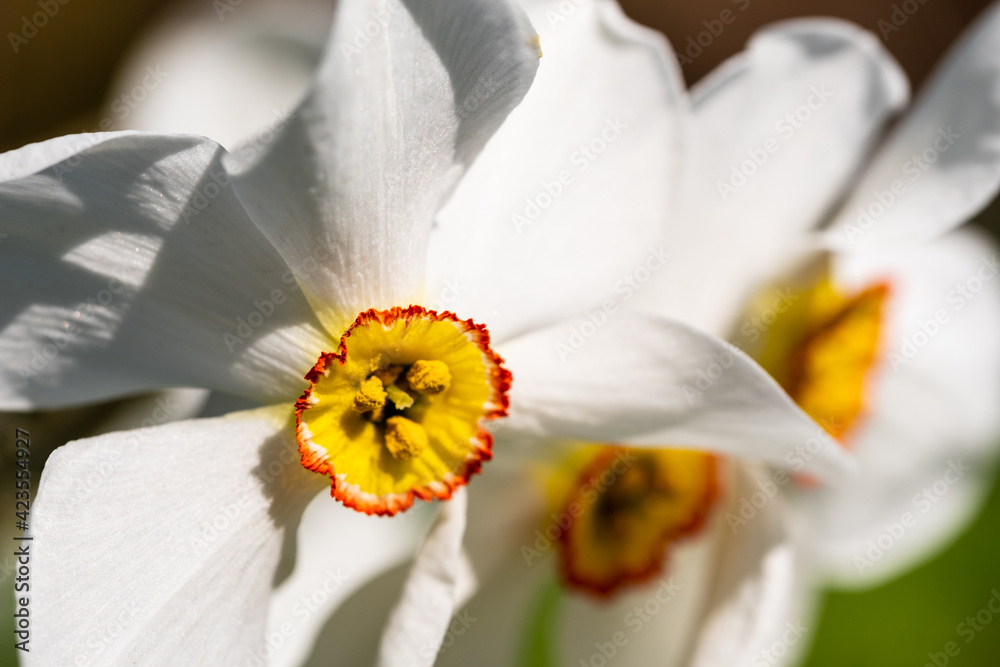 Obraz premium Spring flowers Narcissus poeticus, also called Poet's narcissus, at the historic walled garden in the Borough of Hillingdon, London, UK. 