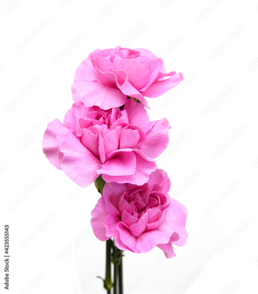 Stack Carnation flowers on white background Stack Carnation flowers on white background