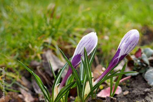 close up two buds of white with lilac crocuses grow in a park in Europe side view . closed crocus buds in early spring . saffron photo