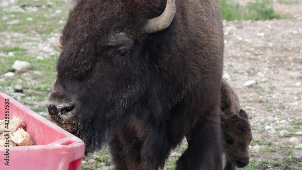 American bison or American buffalo close up view. Animal feeding in the zoo. American bison or American buffalo close up view. Animal feeding in the zoo.