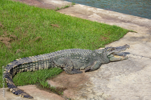 The thai crocodile rest near the river