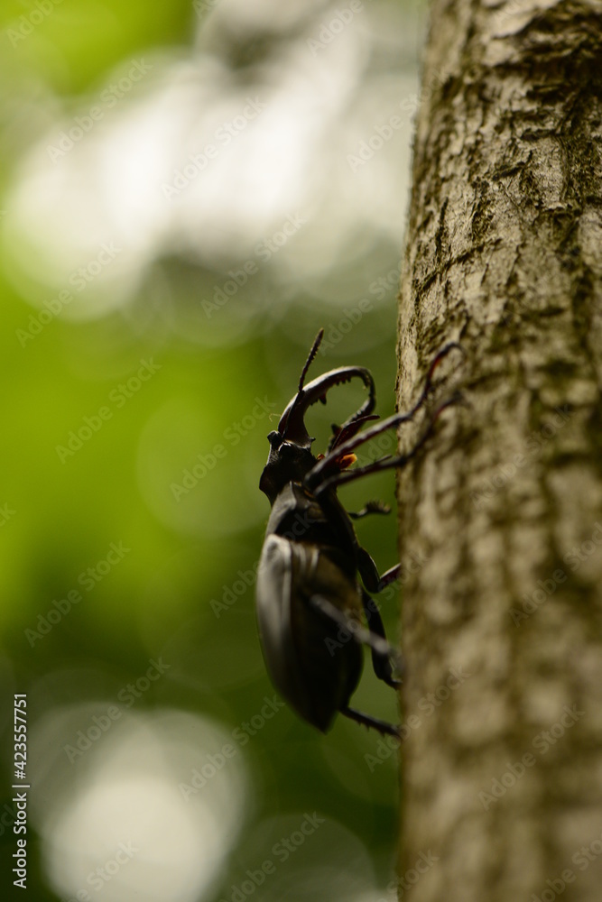 little bug in the nature