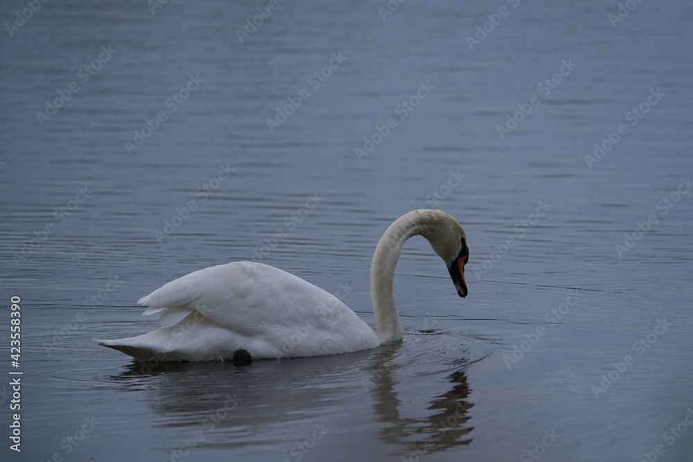 Fototapeta premium Beautiful white swan swimming and looking for food under water in the lake
