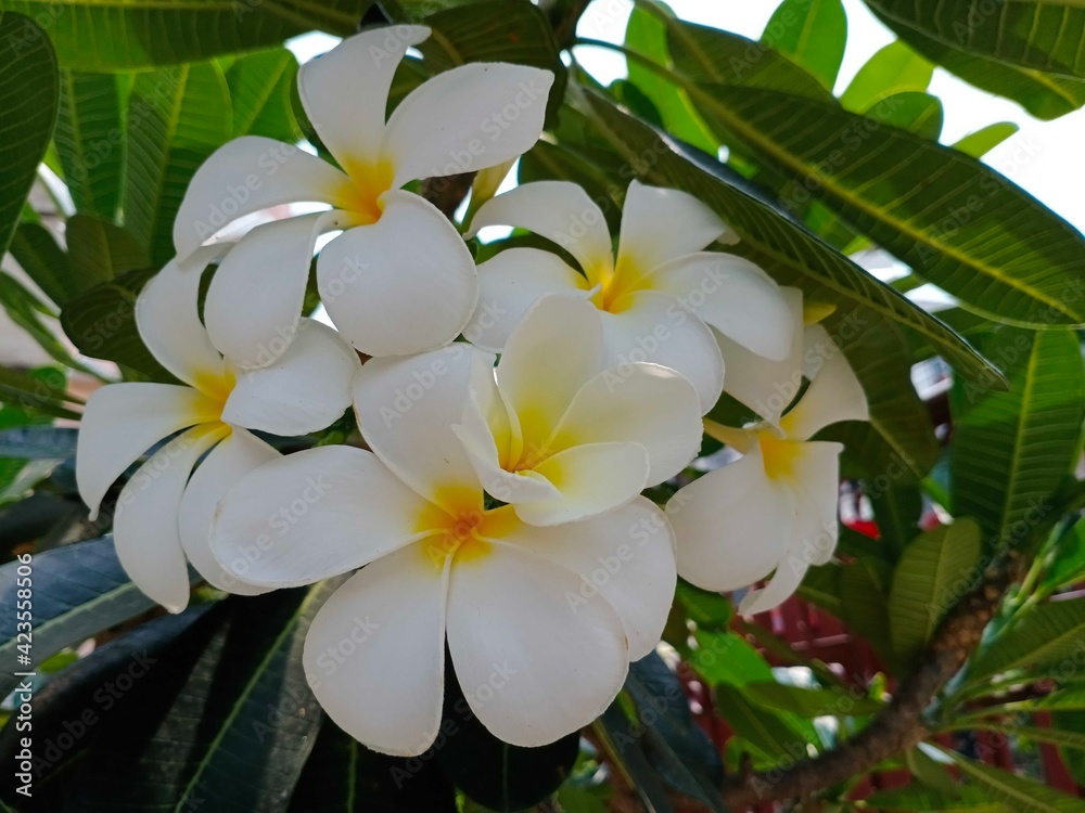 Obraz premium white frangipani flowers