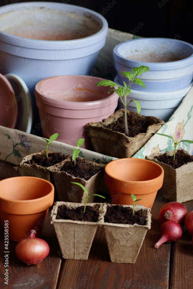 Seedlings in biodegradable cardboard pots and clay flower pots on dark moody background, closeup, eco farming and gardening, cottagecore living, slow life concept Seedlings in biodegradable cardboard pots and clay flower pots on dark moody background, closeup, eco farming and gardening, cottagecore living, slow life concept