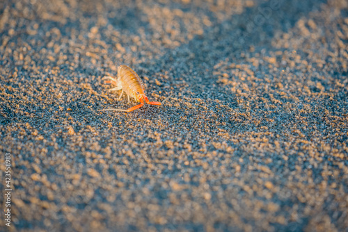 Colorful Beach Hopper on the cost of Olympic National Park. photo