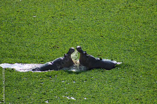 Hippopotamus amphibius, Hippos fighting in Orpen Dam, Kruger National Park, Limpopo Province, South Africa photo