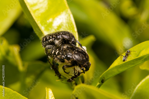 Fotografía horizontal de dos escarabajos peludos copulando en una hoja de mandarino. Insecto tropinota hirta. photo