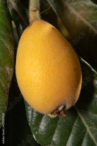 Obraz na plátně Níspero en el árbol, con hojas y ramas de fondo