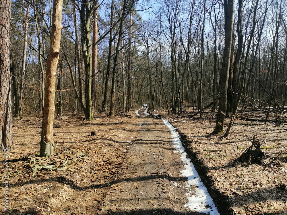 trail in the forest trail in the forest