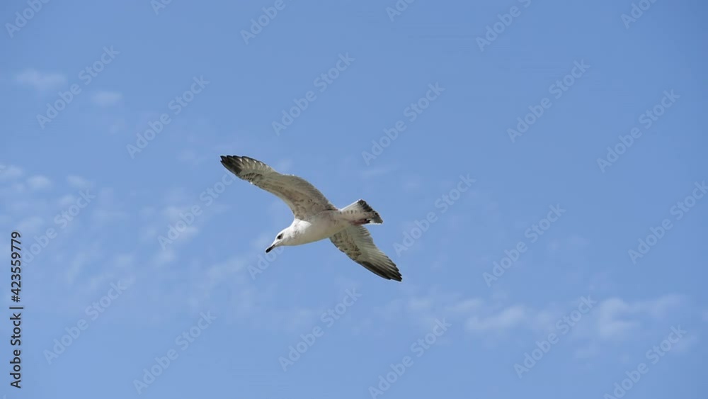 Seagull in flight against the blue sky. Seagull in flight against the blue sky.