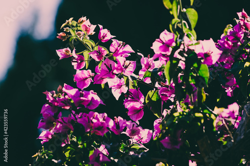 Fotografie Buganvilla morada con rayos de sol y árboles de fondo