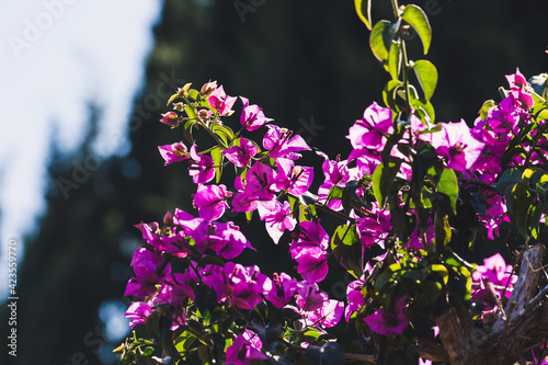 Fototapeta Buganvilla morada con rayos de sol y árboles de fondo